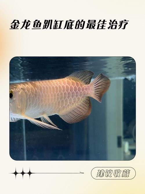 金龍魚多久需要加一次鹽？（養(yǎng)金魚多久放一次鹽）