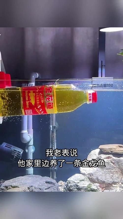 金龍魚多久需要加一次鹽？（養(yǎng)金魚多久放一次鹽）