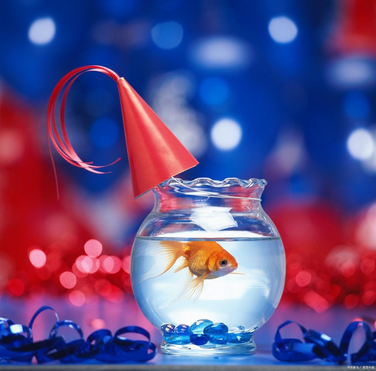 金龍魚多久需要加一次鹽？（養(yǎng)金魚多久放一次鹽）