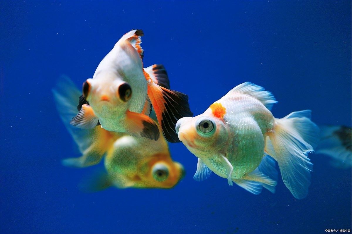 金龍魚多久需要加一次鹽？（養(yǎng)金魚多久放一次鹽）