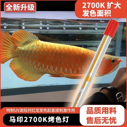 馬印龍魚燈的LED燈管壽命有多長(zhǎng)？（太平洋汽車，led燈管使用壽命是多久）