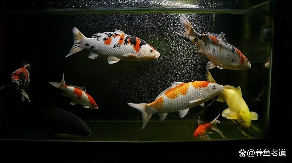 如何正確使用蘆薈膠處理龍魚傷口（如何正確使用蘆薈膠處理龍魚傷口的綜合建議：輕微外傷）