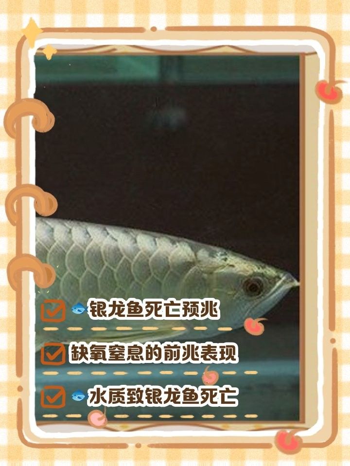 如何判斷龍魚是否死亡？（銀龍魚死亡前的征兆可通過行為異常、生理變化及環境反應綜合判斷）