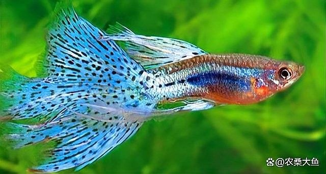 如何為孔雀龍魚提供均衡飲食（孔雀魚怎么喂孔雀魚的喂養方法與技巧愛養love寵物）