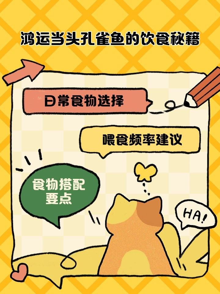 如何為孔雀龍魚提供均衡飲食（孔雀魚怎么喂孔雀魚的喂養方法與技巧愛養love寵物）