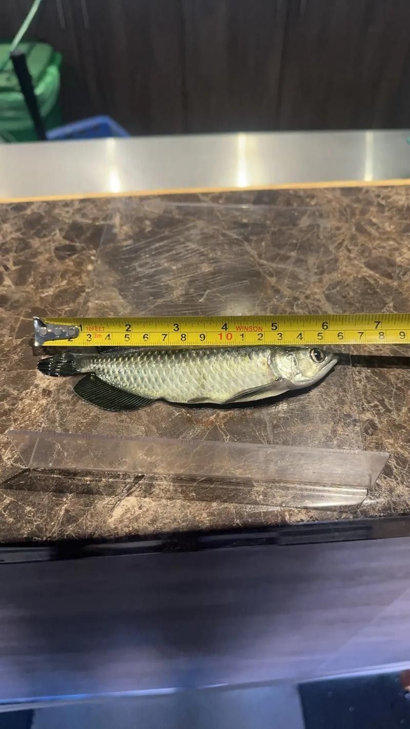龍魚線上B2B平臺有哪些推薦（針對龍魚相關產品的b2b平臺推薦）
