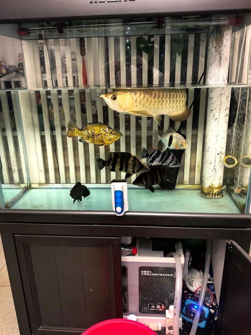 龍魚線上B2B平臺有哪些推薦（針對龍魚相關產品的b2b平臺推薦）