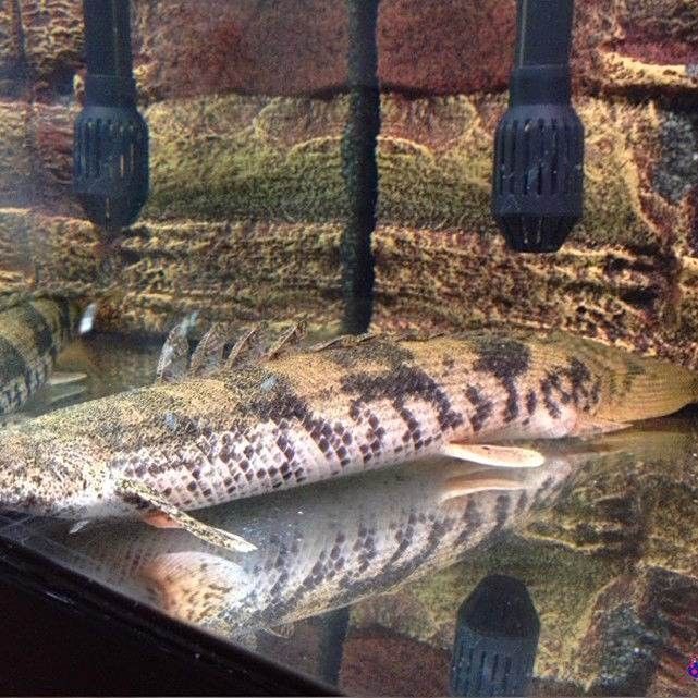 虎紋恐龍魚(yú)多久換一次水？（虎紋恐龍魚(yú)換水頻率建議）