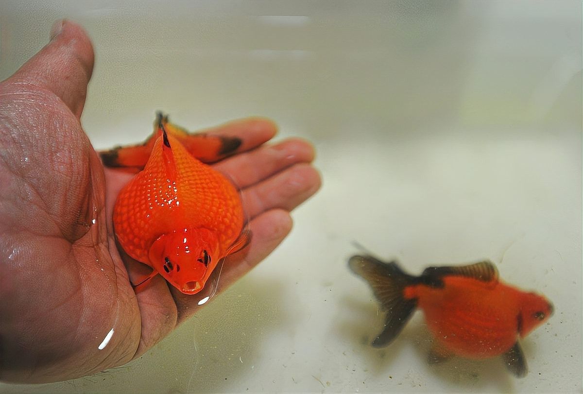 單眼凸出病魚會(huì)自愈嗎？（百度健康魚眼睛凸出來怎么回事）