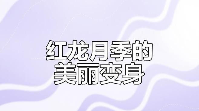 紅龍裝飾品有哪些品種？（現(xiàn)代中式紅木家具的4大特點(diǎn)）
