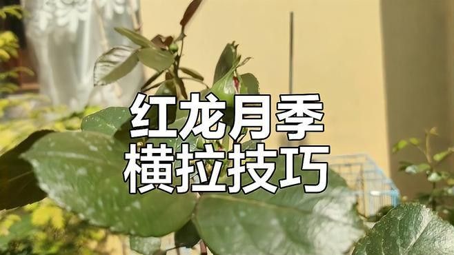 紅龍裝飾品有哪些品種？（現(xiàn)代中式紅木家具的4大特點(diǎn)）