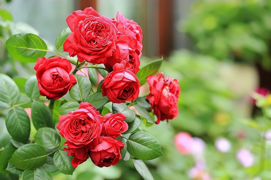 紅龍裝飾品有哪些品種？（現(xiàn)代中式紅木家具的4大特點(diǎn)）