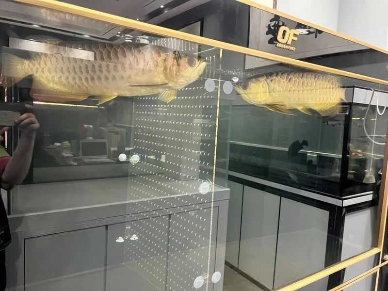 如何合法購買黃化金龍魚（金龍魚開嘴孵出18條小魚，每條賣七八千元）