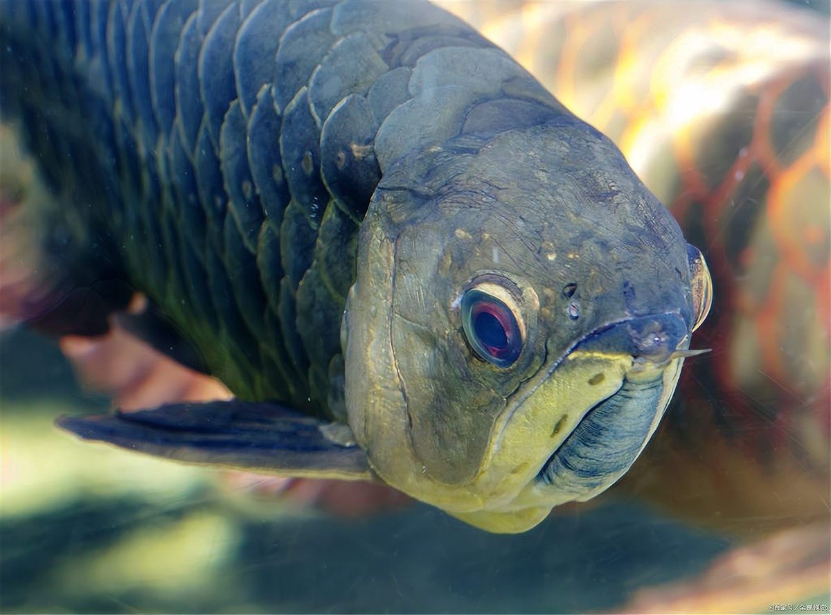 龍魚恢復期間可以換水嗎（養龍須知:龍魚恢復期間換水的注意事項） 龍魚恢復期間可以換水嗎（養龍須知:龍魚恢復期間換水的注意事項） 龍魚百科 第2張