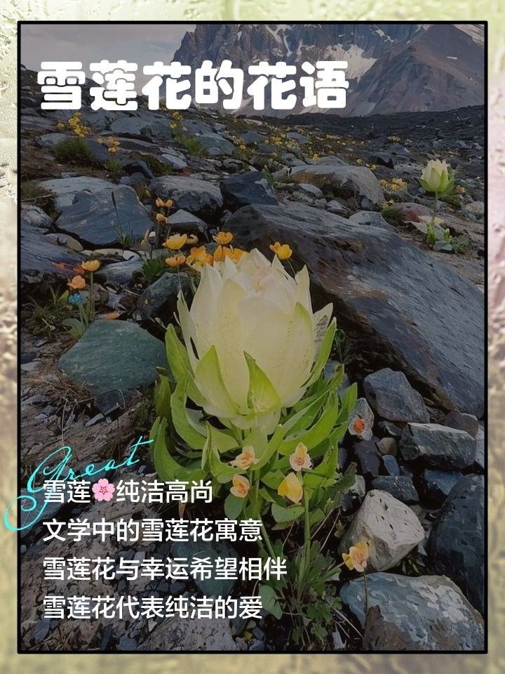 紅雪蓮的花語是什么？（紅雪蓮的花語在文學中有何應用？） 紅雪蓮的花語是什么？（紅雪蓮的花語在文學中有何應用？） 龍魚百科 第2張