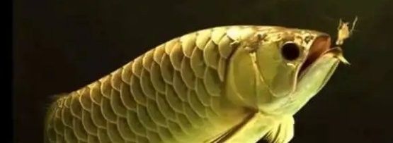 如何判斷六角金龍龍魚是否健康（六角恐龍魚的健康狀態需綜合觀察其生理特征、行為表現及環境適應性） 如何判斷六角金龍龍魚是否健康（六角恐龍魚的健康狀態需綜合觀察其生理特征、行為表現及環境適應性） 龍魚百科 第7張