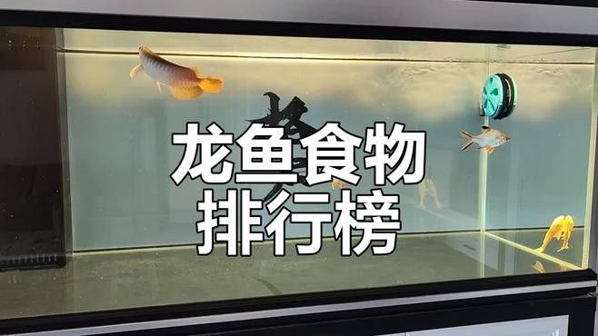 龍魚有哪些推薦的飼料（龍魚飼料喂養建議）