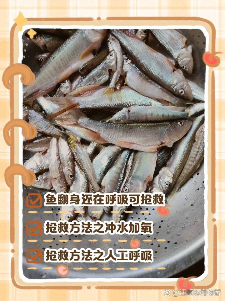 金龍魚翻身如何急救（小愛寵物生活百科，如何搶救翻了肚皮的金龍魚）