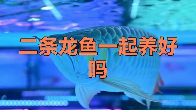 金龍和紅龍混養需要多大的魚缸？（金龍和紅龍可以混養嗎）