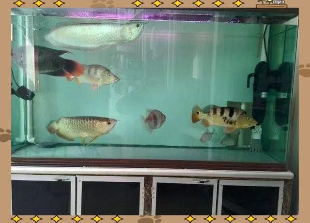 金龍和紅龍混養需要多大的魚缸？（金龍和紅龍可以混養嗎）