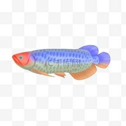 龍魚壁紙有豎屏版本嗎？（龍魚壁紙有哪些風格）