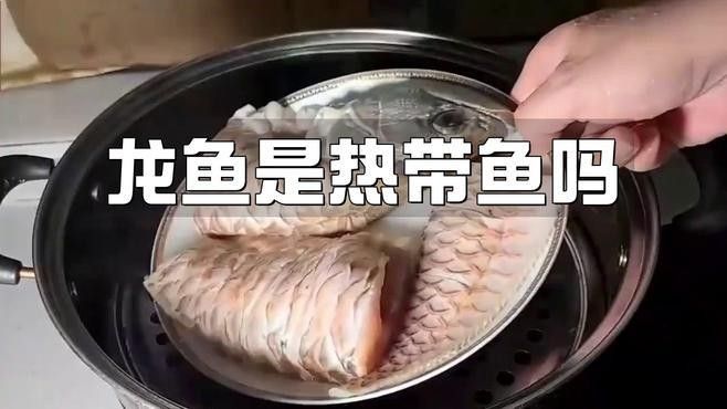 龍魚原產地有哪些品種（魚生科技,龍魚的原產地在這些地方,其市場價格更是讓你意想不到!）