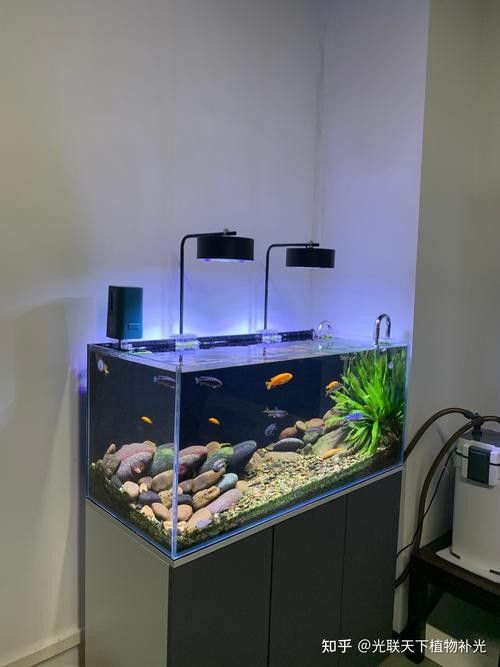 哪種品牌魚缸照明燈質量最好（魚缸燈品牌排行榜京東四款百元以內魚缸燈效果最好）