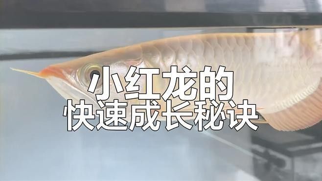 紅龍魚苗多久會長成成魚？（怎么把紅龍魚養得更紅）