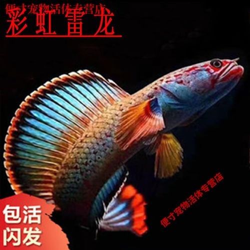 如何判斷彩虹雷龍的發(fā)色飽和度（判斷彩虹雷龍（南鱧）的發(fā)色飽和度需綜合以下因素） 如何判斷彩虹雷龍的發(fā)色飽和度（判斷彩虹雷龍（南鱧）的發(fā)色飽和度需綜合以下因素） 龍魚百科 第6張