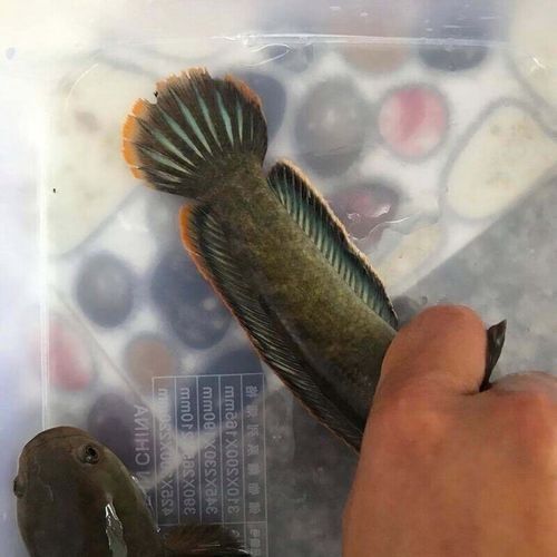如何判斷彩虹雷龍的發(fā)色飽和度（判斷彩虹雷龍（南鱧）的發(fā)色飽和度需綜合以下因素） 如何判斷彩虹雷龍的發(fā)色飽和度（判斷彩虹雷龍（南鱧）的發(fā)色飽和度需綜合以下因素） 龍魚百科 第2張
