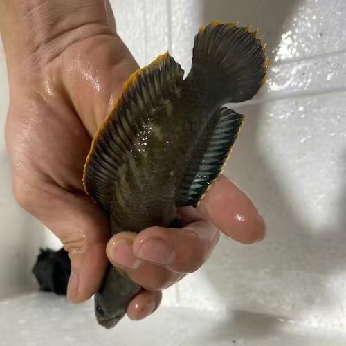 如何判斷彩虹雷龍的發(fā)色飽和度（判斷彩虹雷龍（南鱧）的發(fā)色飽和度需綜合以下因素） 如何判斷彩虹雷龍的發(fā)色飽和度（判斷彩虹雷龍（南鱧）的發(fā)色飽和度需綜合以下因素） 龍魚百科 第4張