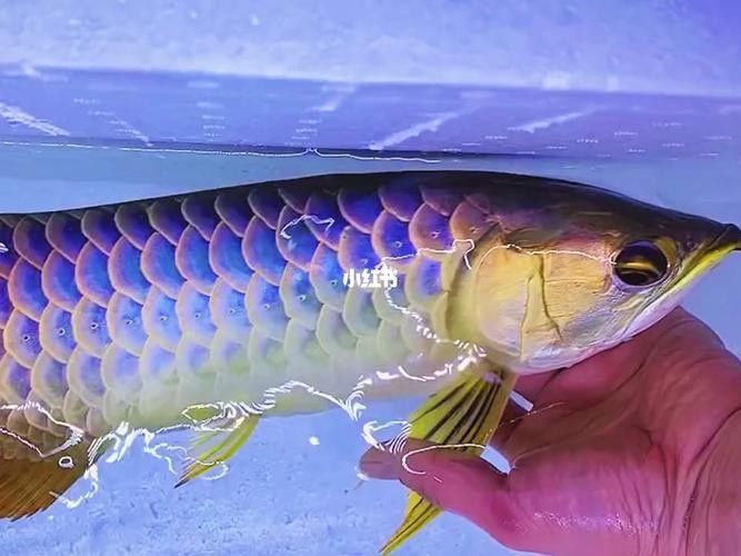 藍色金龍魚適合新手嗎？（藍色金龍魚（通常指藍底金龍魚或紫底金龍魚或紫底金龍魚））