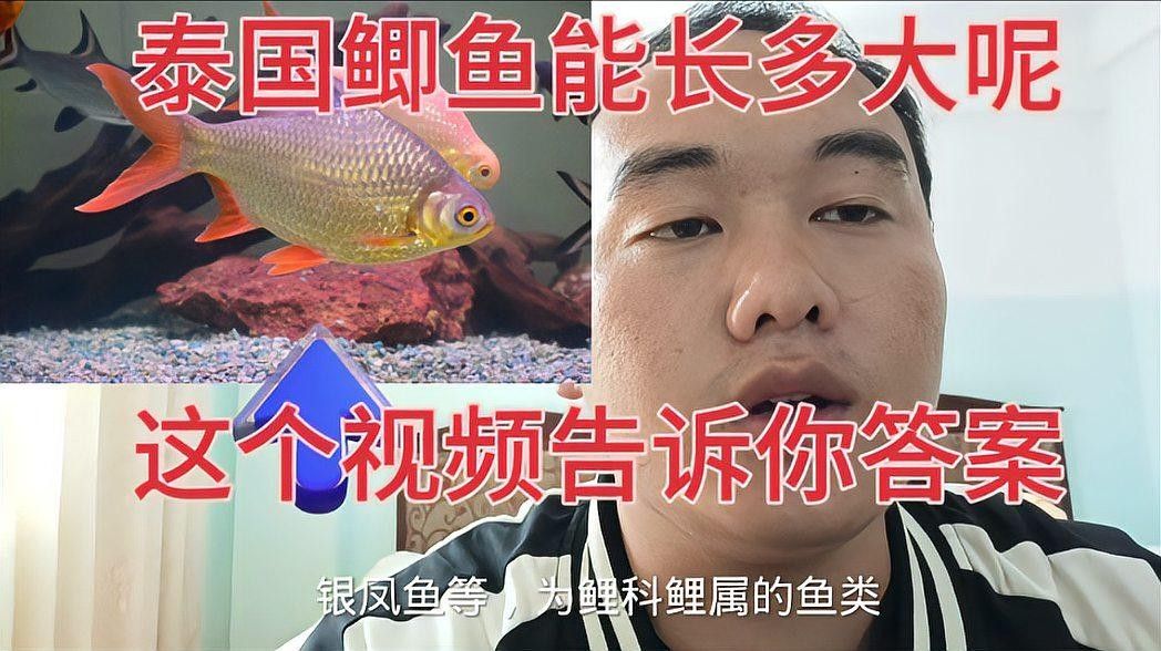 泰國大鯽魚多久換一次水？（泰國大鯽魚的養殖技巧）