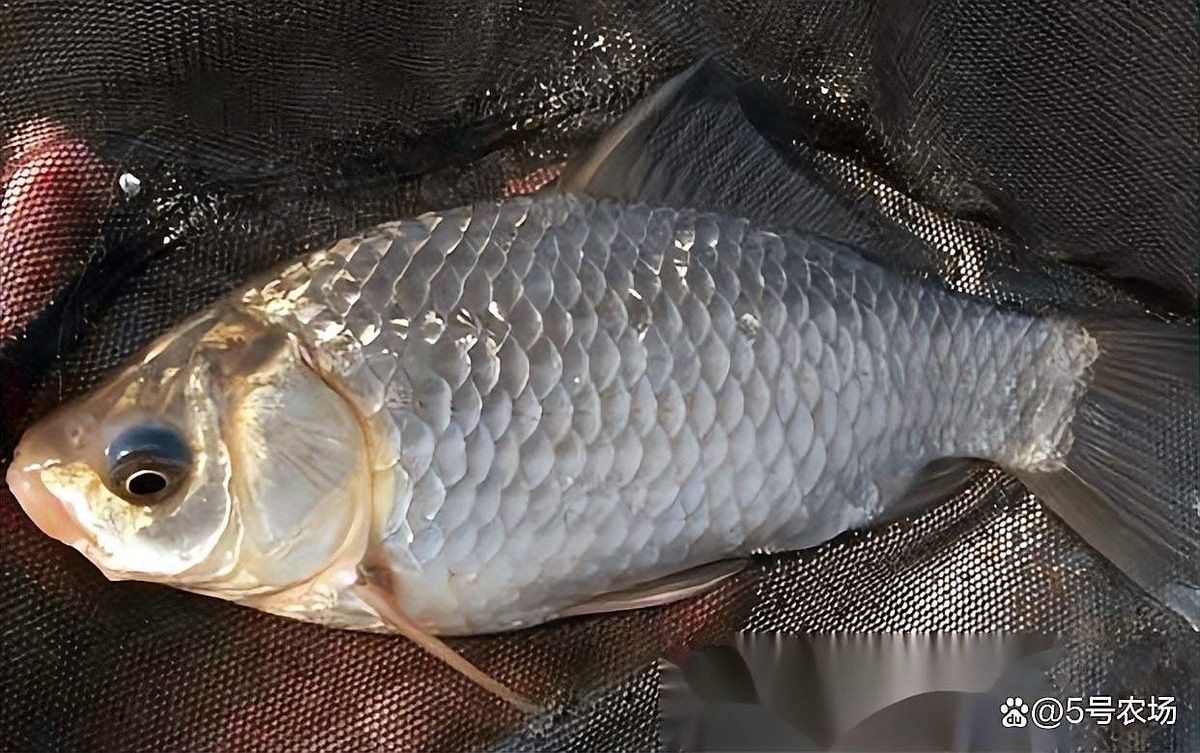 泰國大鯽魚多久換一次水？（泰國大鯽魚的養殖技巧）