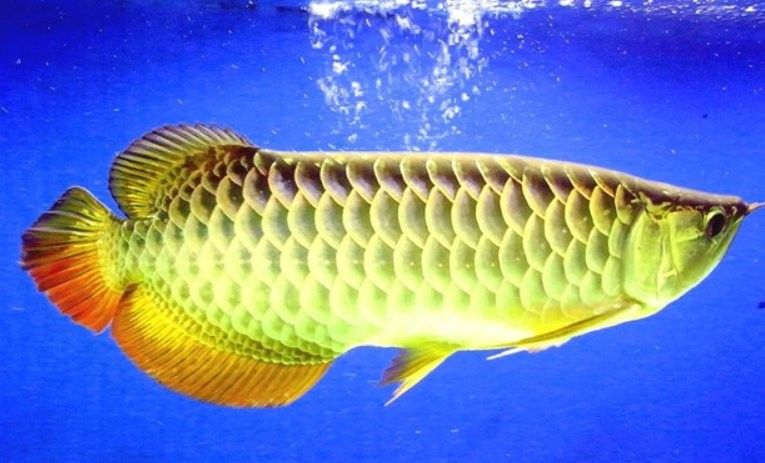 金龍魚稀有品種中哪個最值錢（最貴的金龍魚多少錢一條）