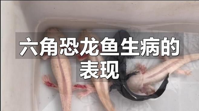 如何判斷我的恐龍魚是否健康（六角恐龍魚生長(zhǎng)信號(hào)vs健康警報(bào)）