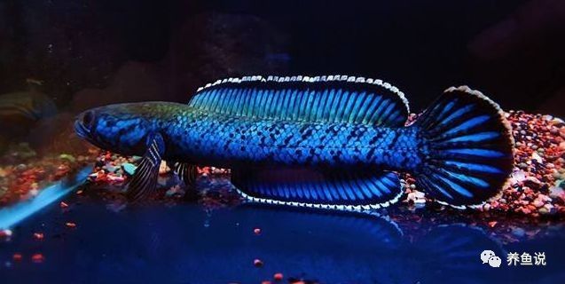 雷龍魚和錦鯉混養(yǎng)需要多大的魚缸（雷龍魚與錦鯉混養(yǎng)需注意體型差異、領(lǐng)地沖突及水質(zhì)要求）