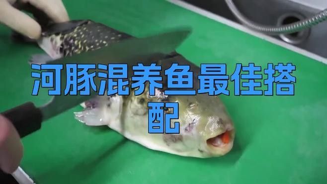 混養時需要注意哪些細節（混養時需注意以下關鍵細節）