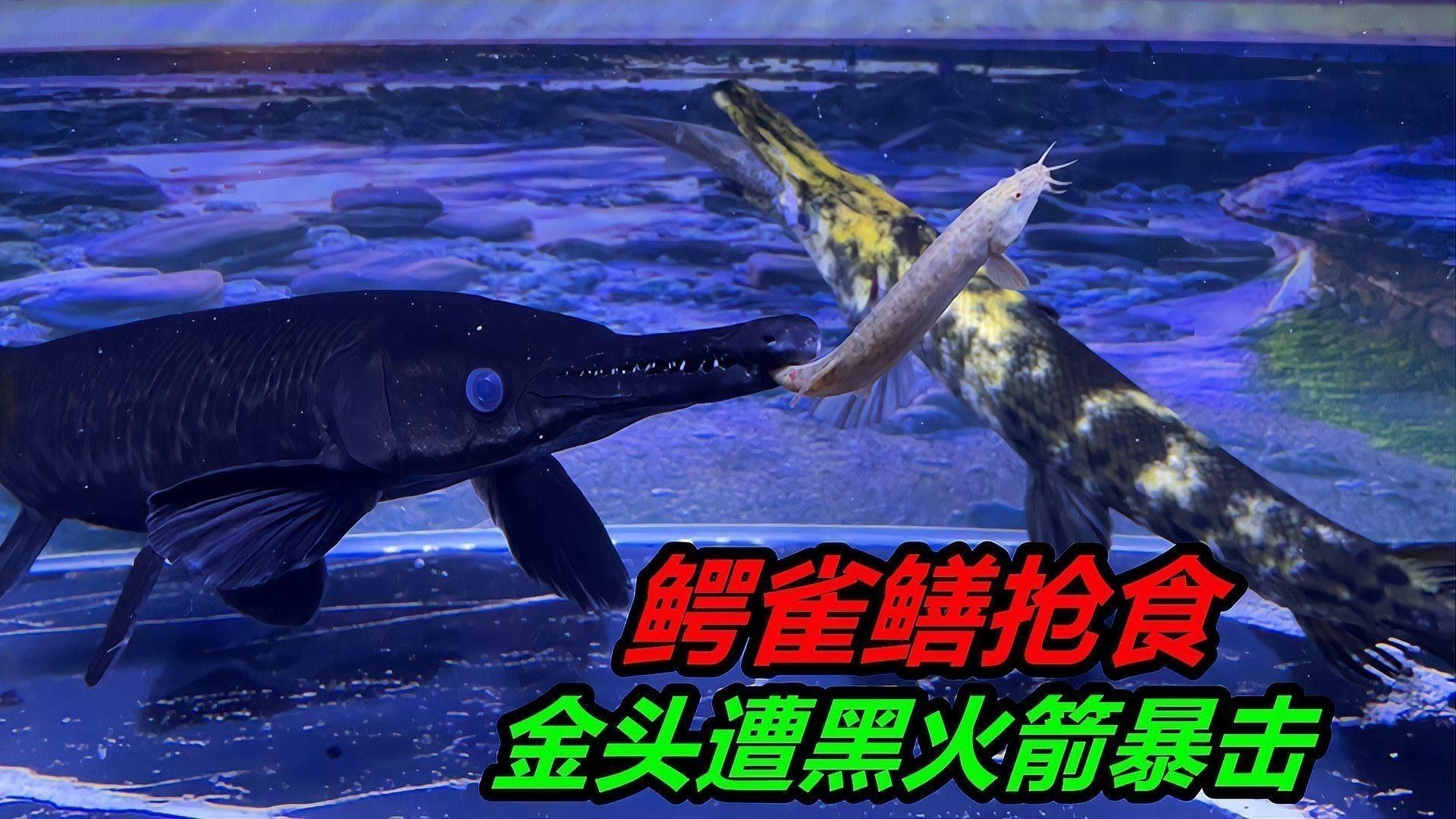 混養時需要注意哪些細節（混養時需注意以下關鍵細節）