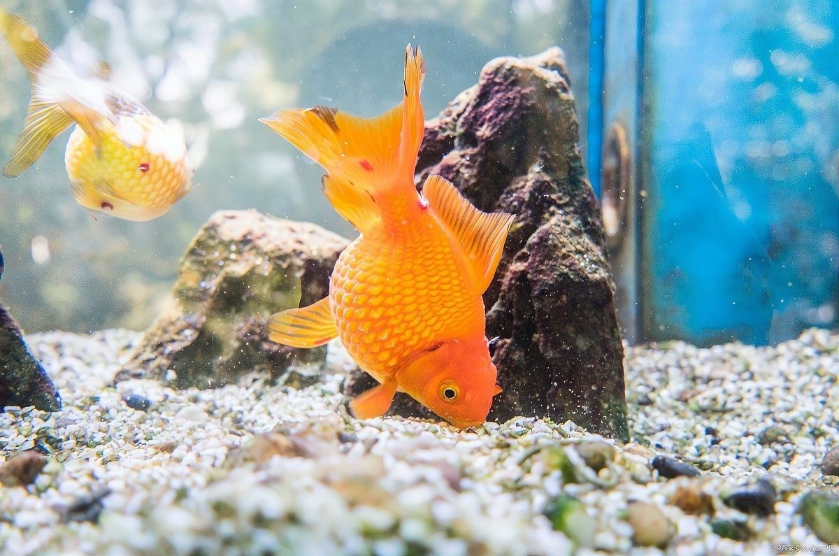 龍魚鰓蓋爛了會自愈嗎（龍魚鰓蓋潰爛能否自愈）