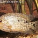 德州豹魚和哪些魚可以混養？（德州豹魚混養需要多大的魚缸？）