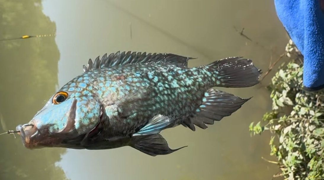 德州豹魚和哪些魚可以混養？（德州豹魚混養需要多大的魚缸？）