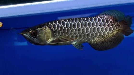 如何鑒別黑金剛過背金龍魚的品相？（如何鑒別過背金龍魚）