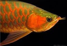 如何鑒別黑金剛過背金龍魚的品相？（如何鑒別過背金龍魚）