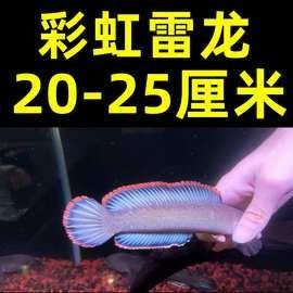 南鱧雷龍魚的價格是多少？（養魚大全，雷龍魚怎么養）