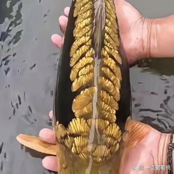 金龍魚鱗片掉了多久能恢復（金龍魚鱗片恢復時間主要取決于損傷程度和護理條件）