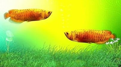 金龍魚高清壁紙（關于金龍魚高清壁紙的推薦資源：如需更多風格可嘗試搜索）