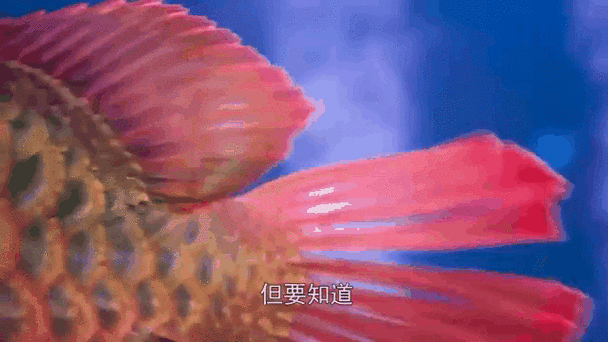金龍魚高清壁紙（關于金龍魚高清壁紙的推薦資源：如需更多風格可嘗試搜索）