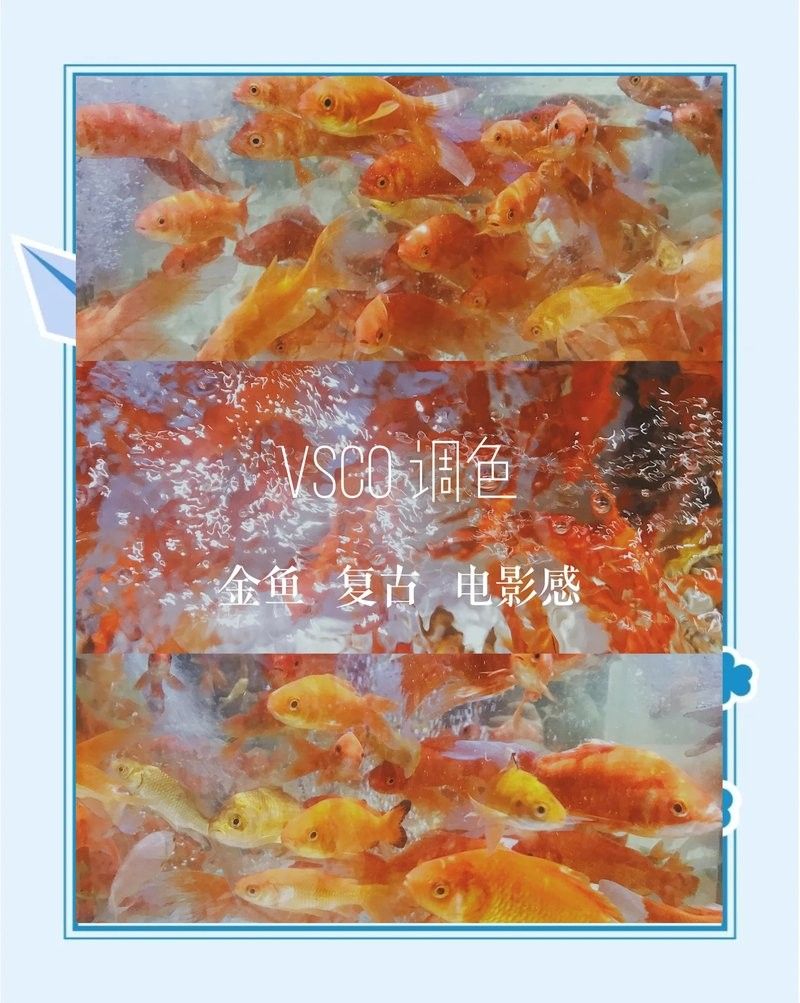龍魚(yú)高清視頻拍攝技巧（如何拍攝高質(zhì)量的金龍魚(yú)照片）