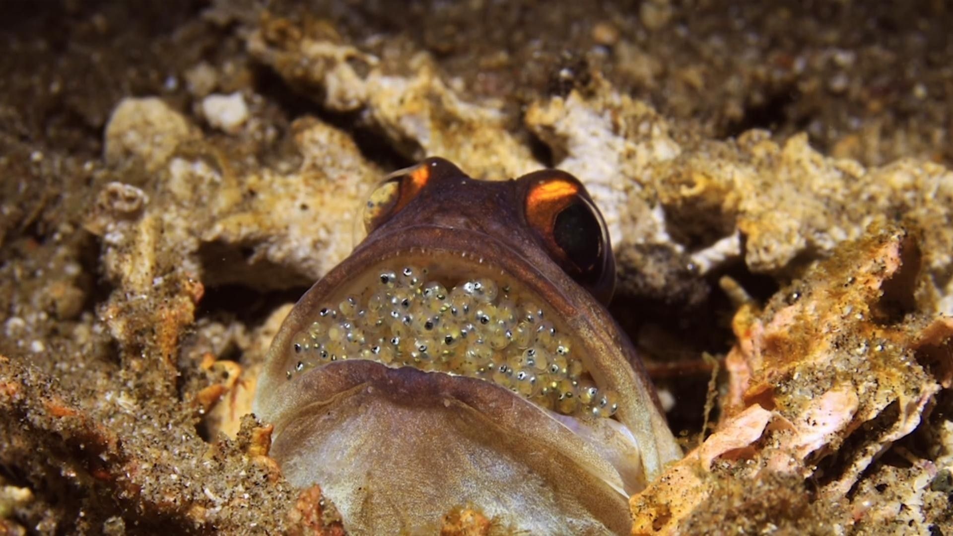 龍魚產卵后如何孵化（龍魚孵化過程具有獨特的口孵特性）
